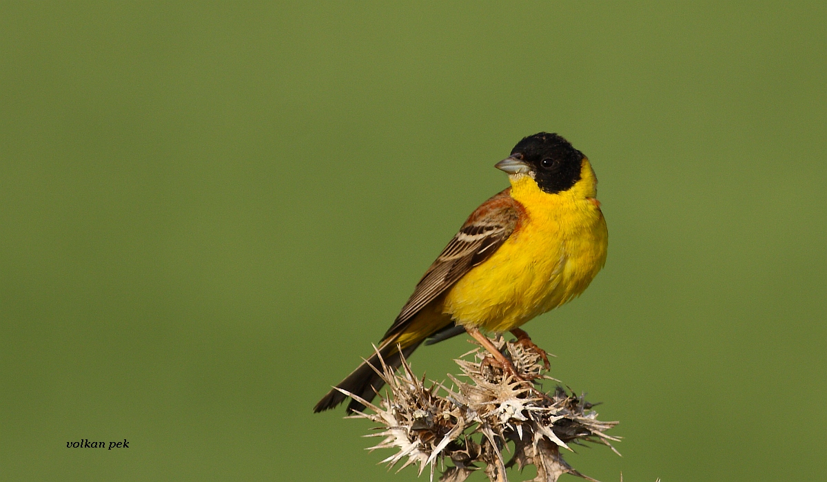 Black-headed Bunting