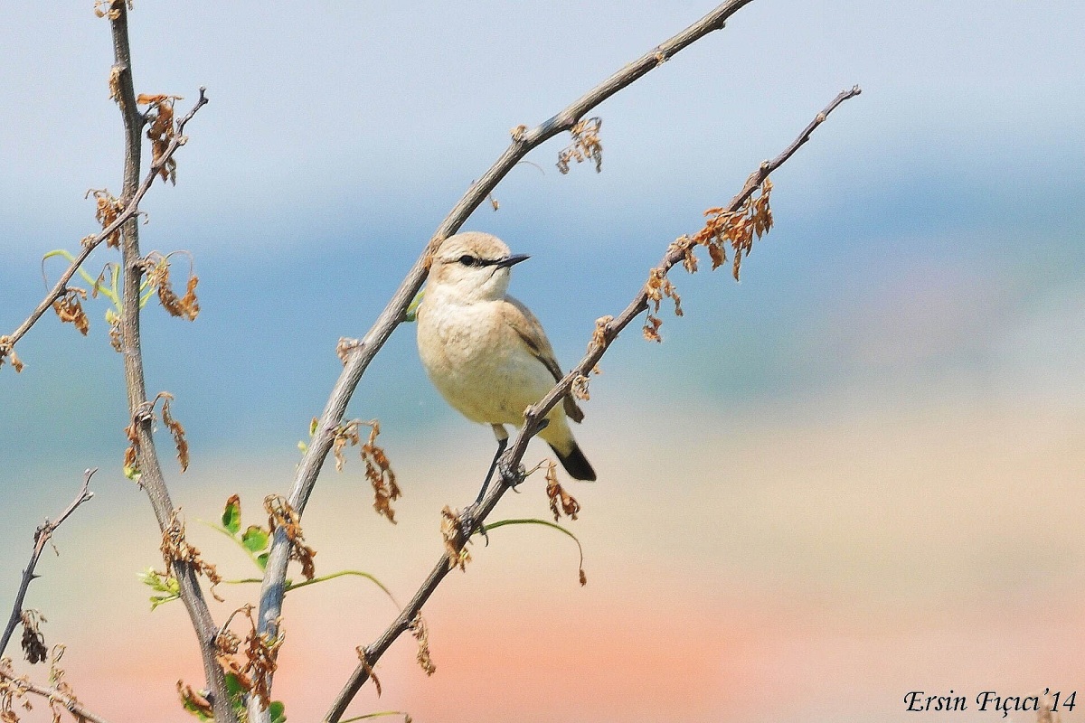 Isabelline Wheatear