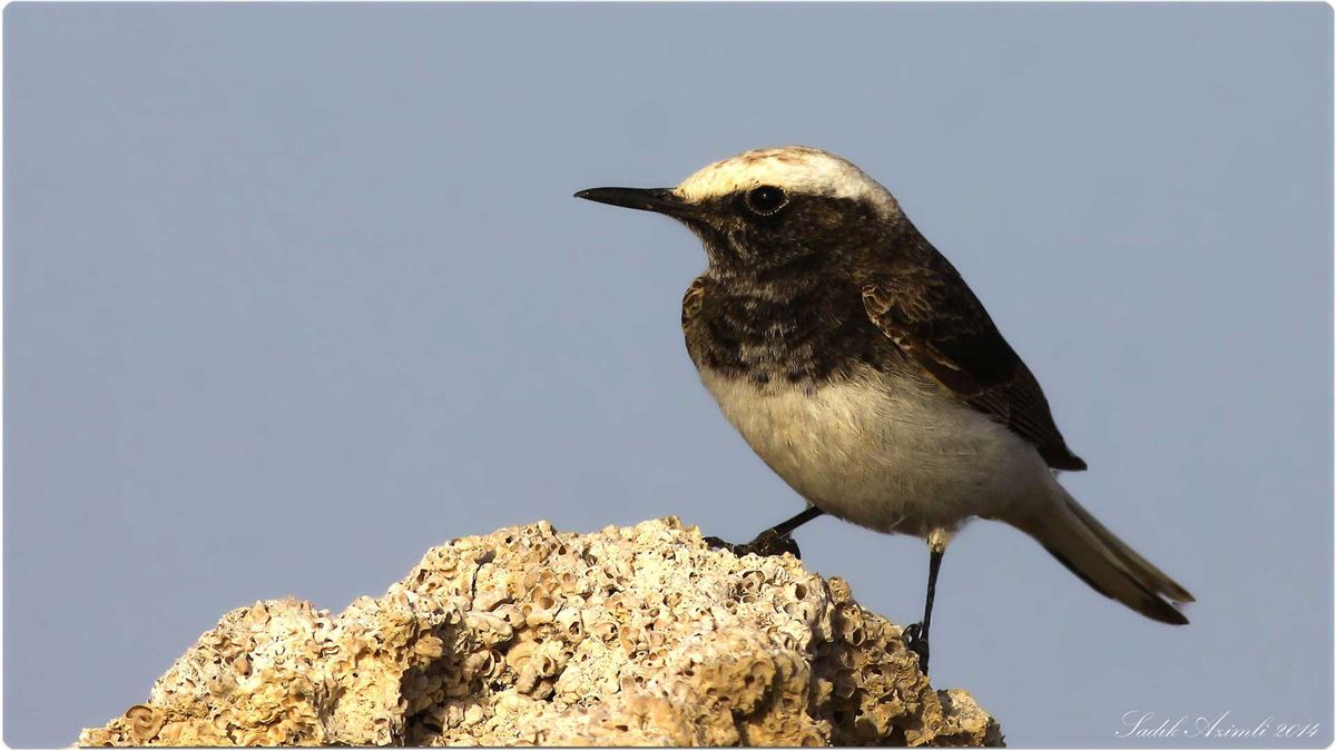 Hooded Wheatear