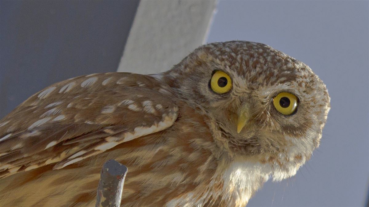 Little Owl