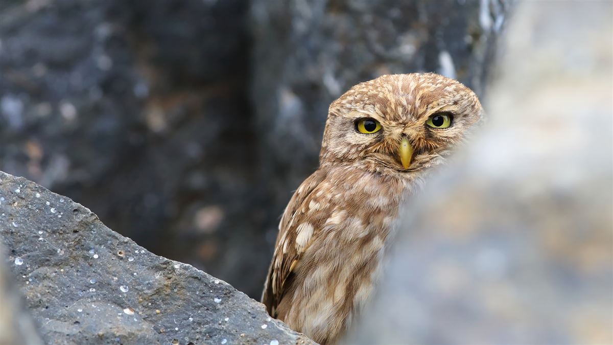 Little Owl