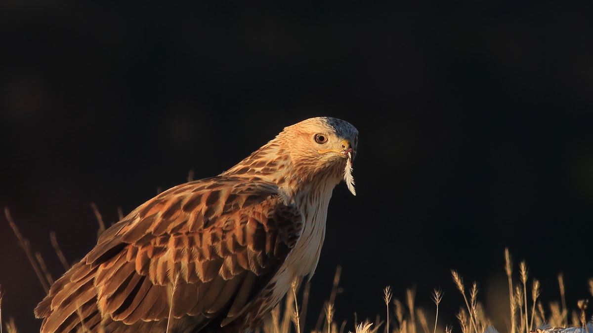 Long-legged Buzzard