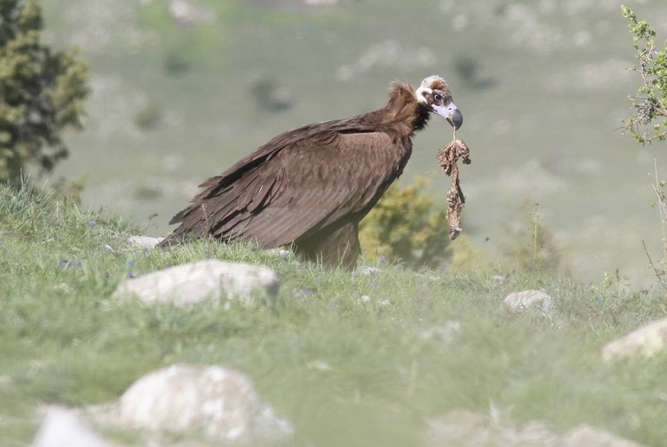 Kara Akbaba