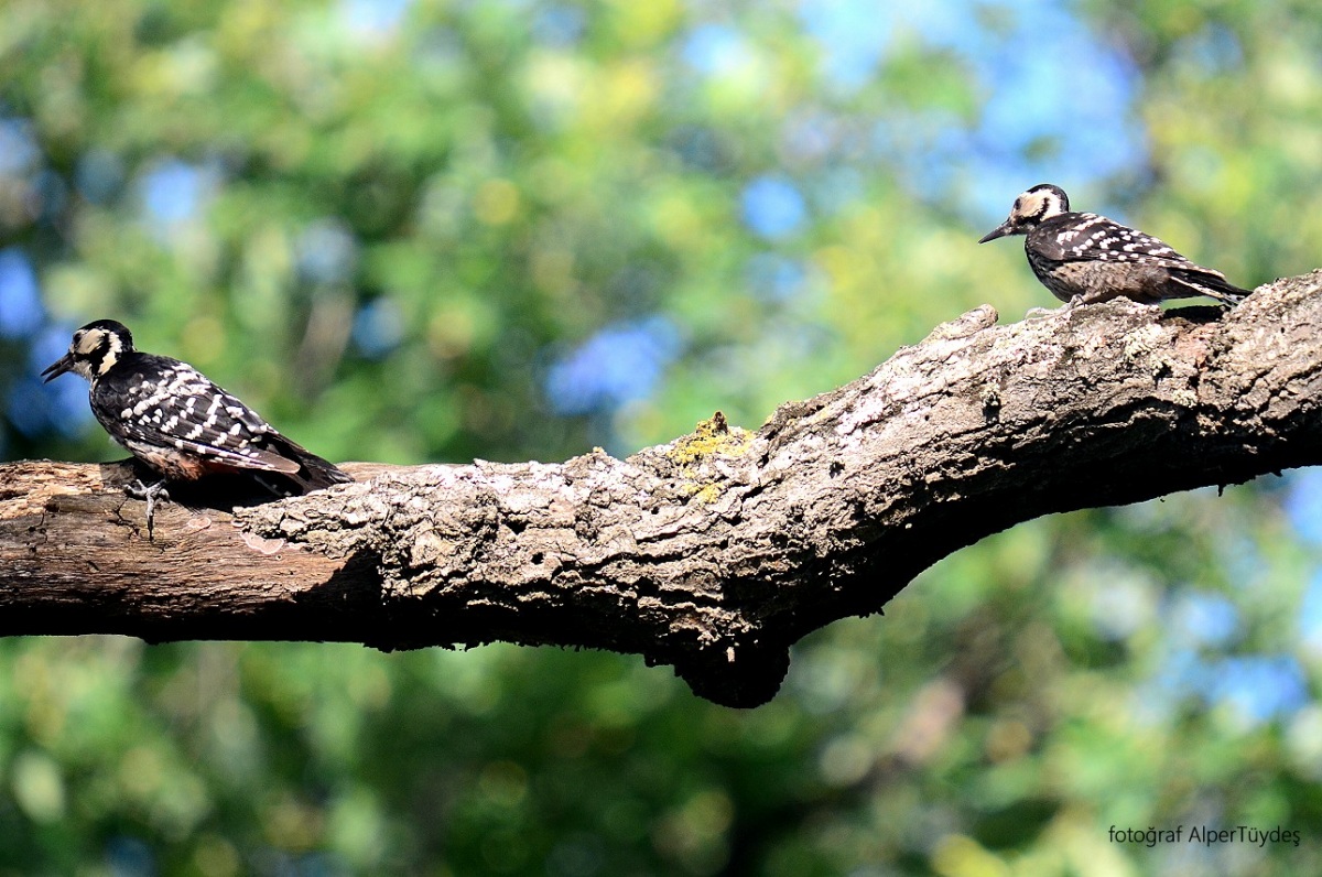White-backed Woodpecker