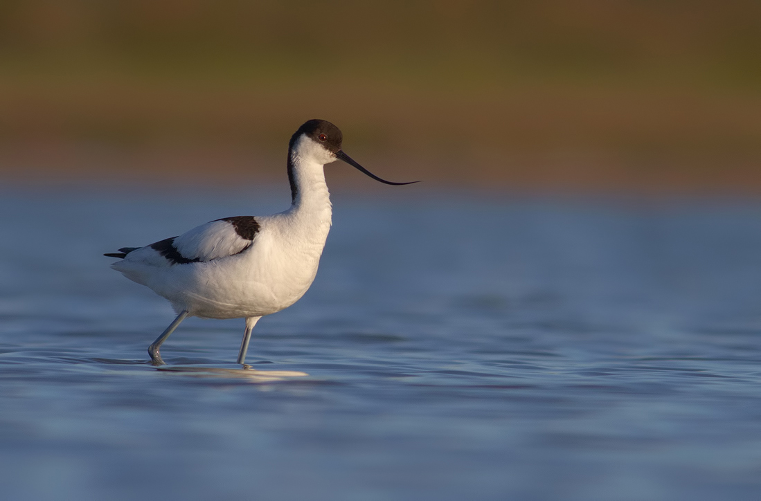 Pied Avocet
