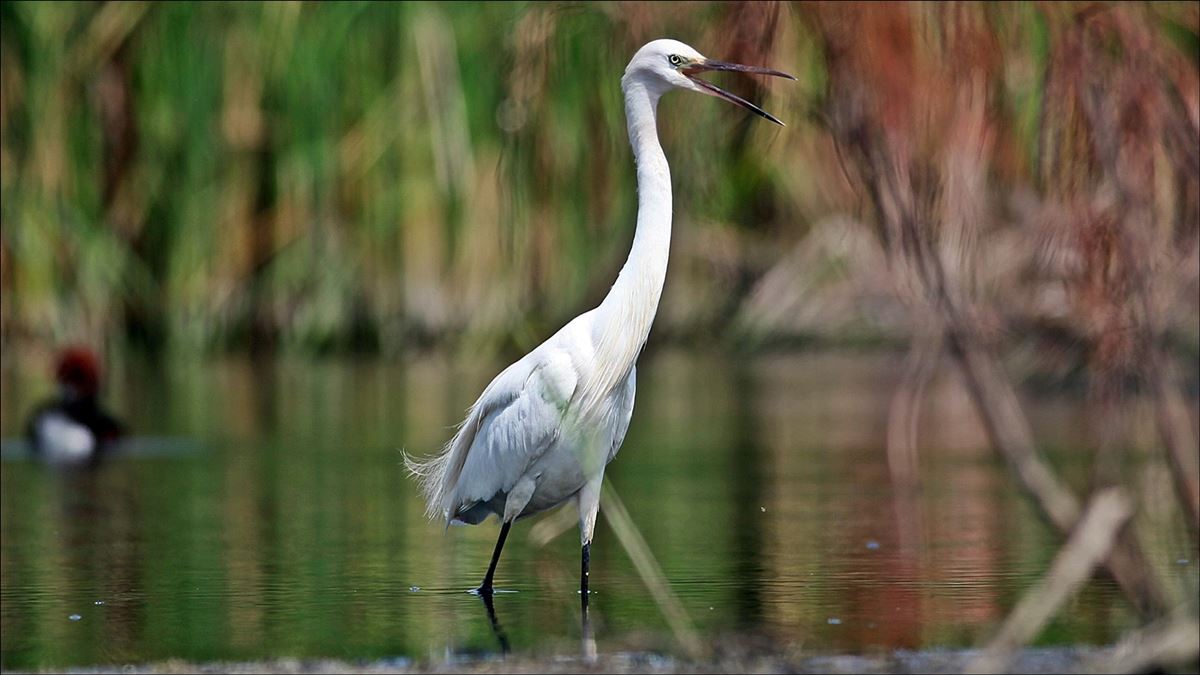 Little Egret