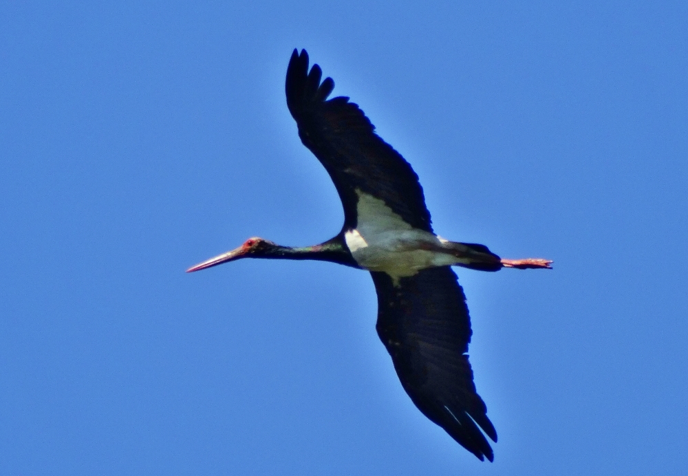 Black Stork