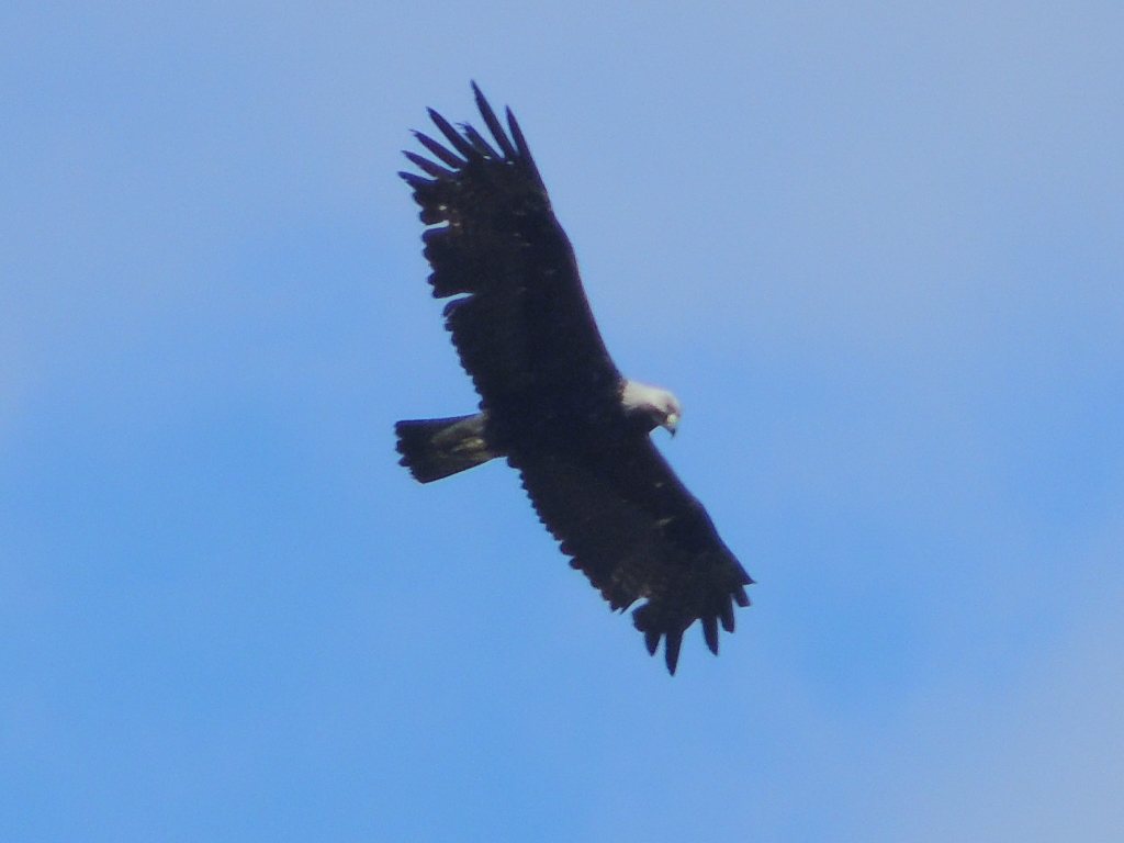 Eastern Imperial Eagle