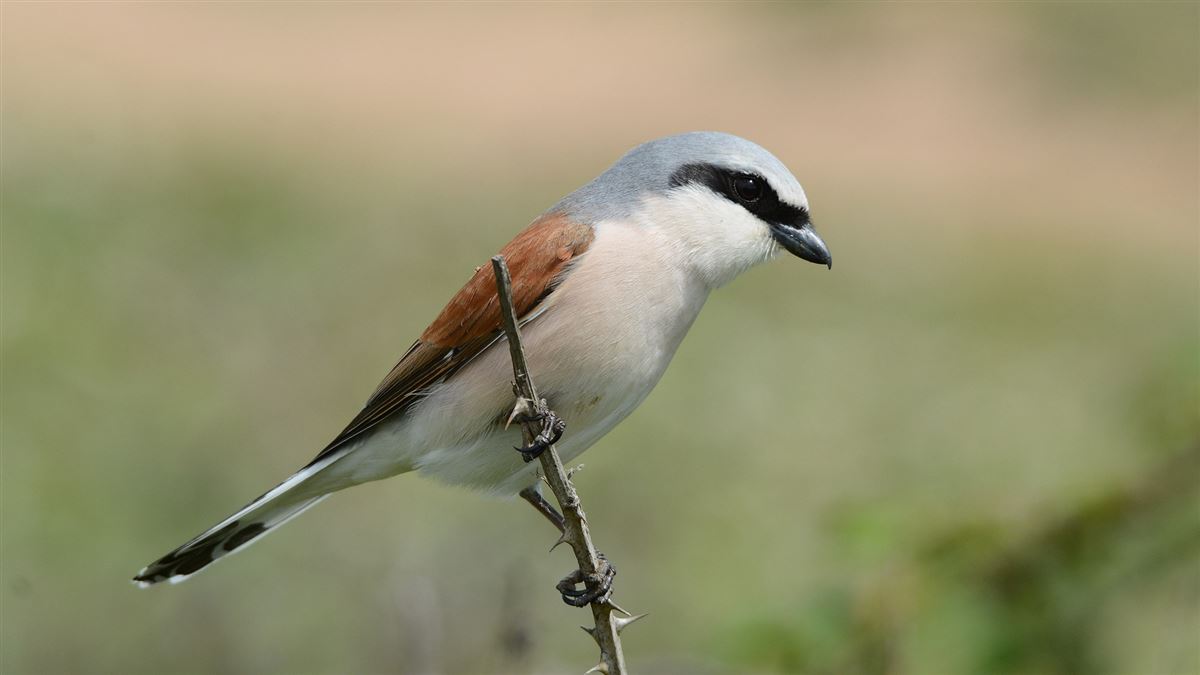 Red-backed Shrike