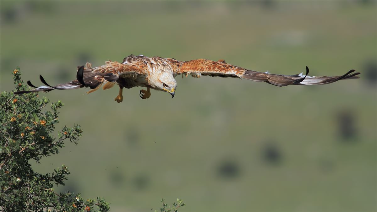 Long-legged Buzzard