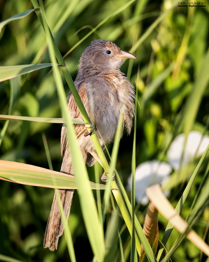 Iraq Babbler