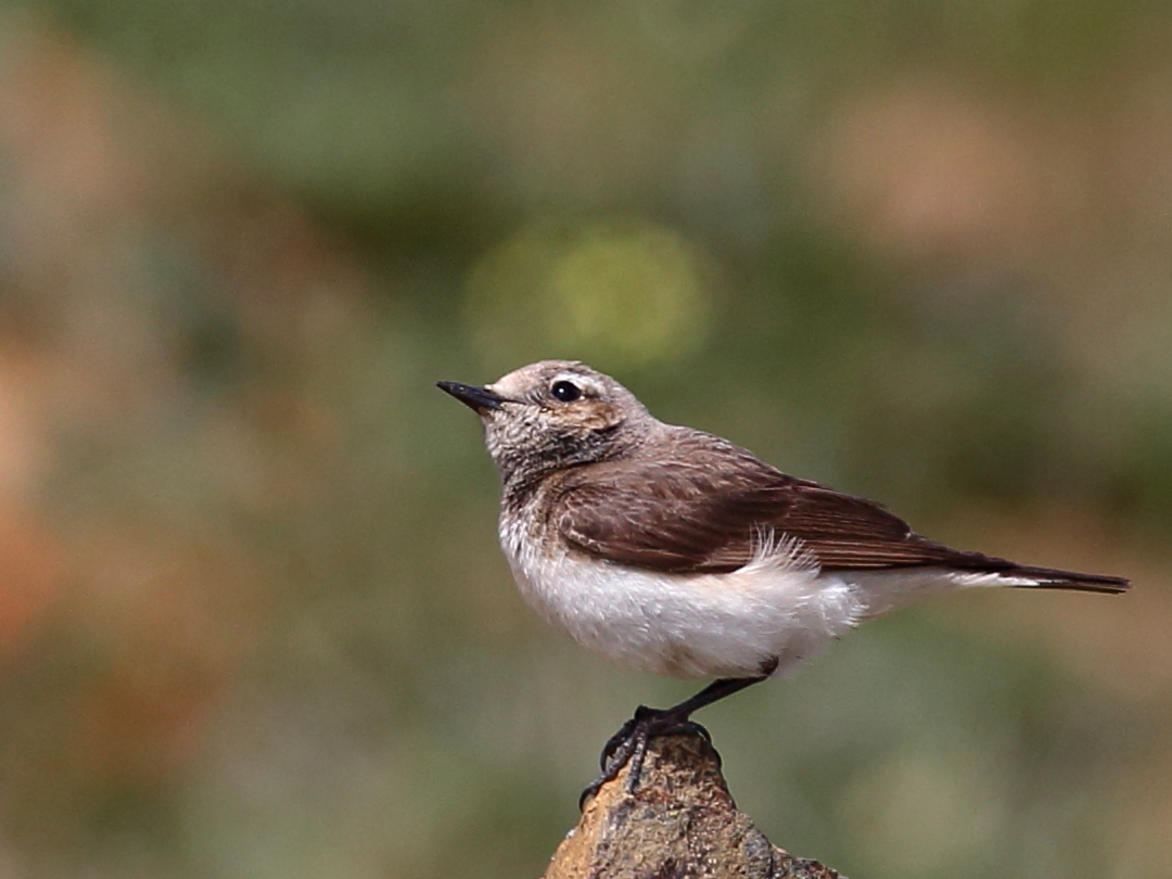 Pied Wheatear