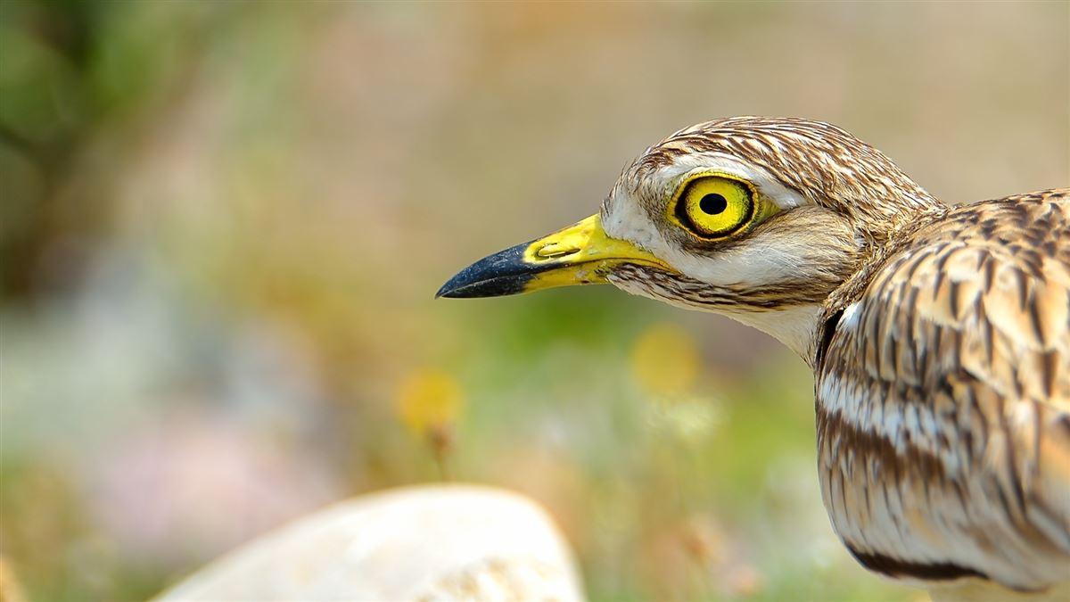 Kocagöz