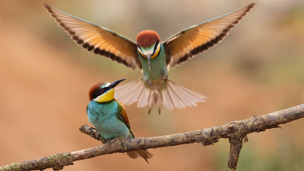 European Bee-eater
