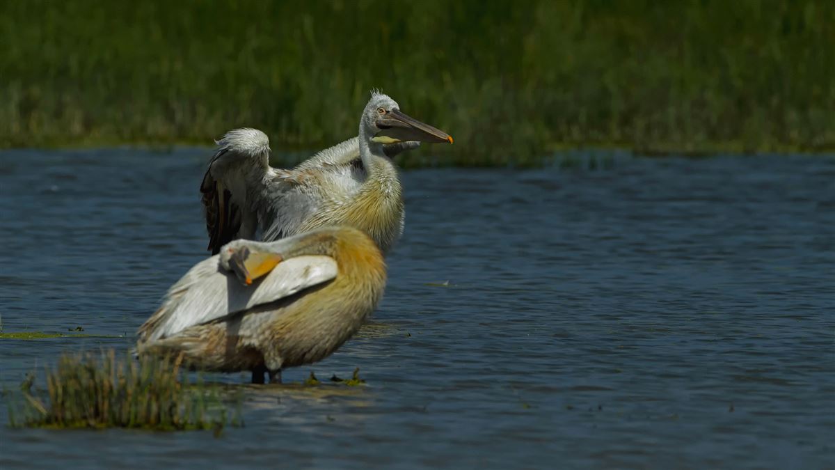Dalmatian Pelican