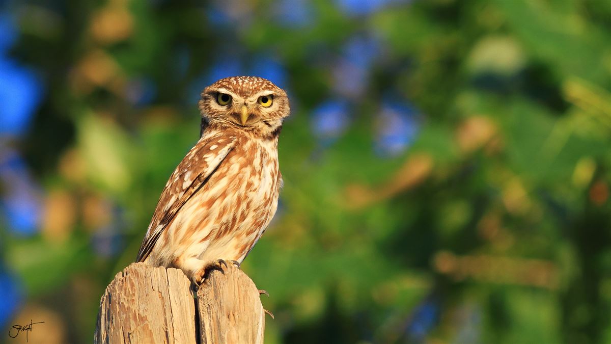 Little Owl