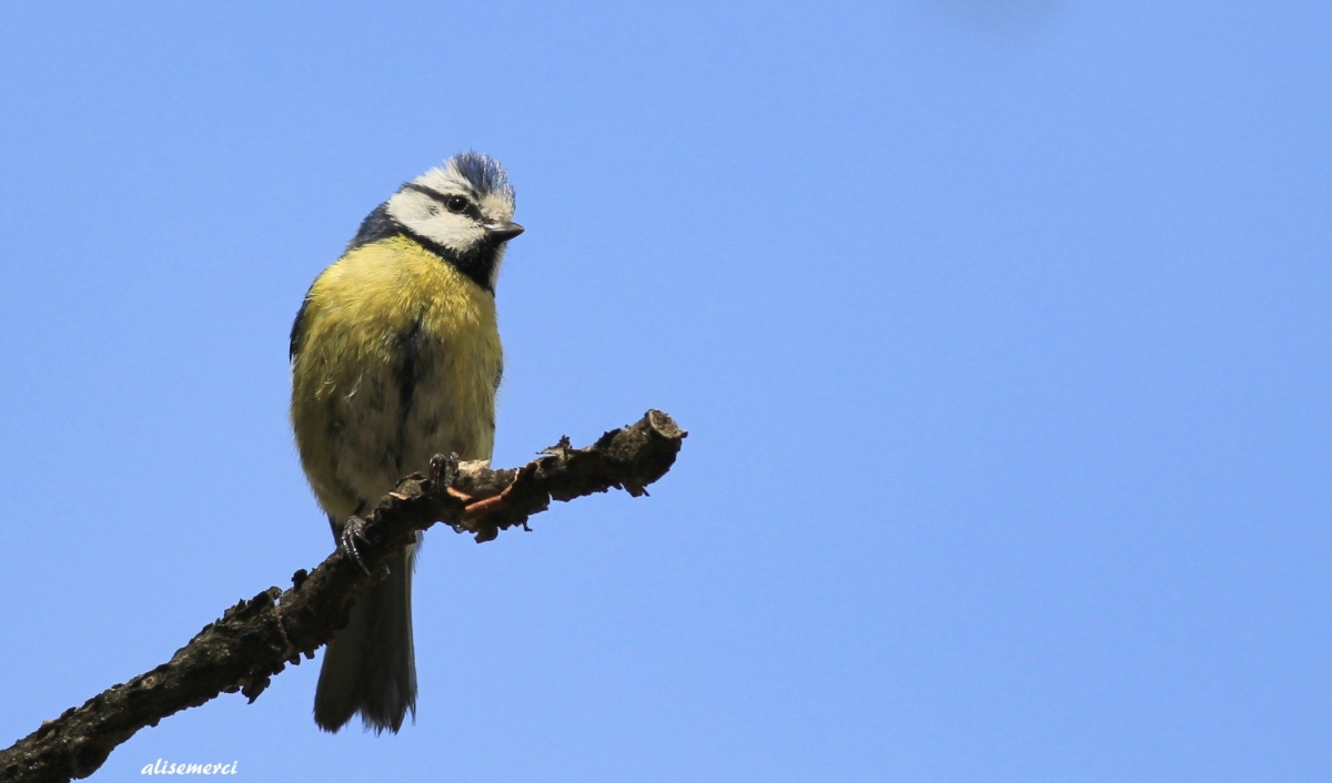 Eurasian Blue Tit