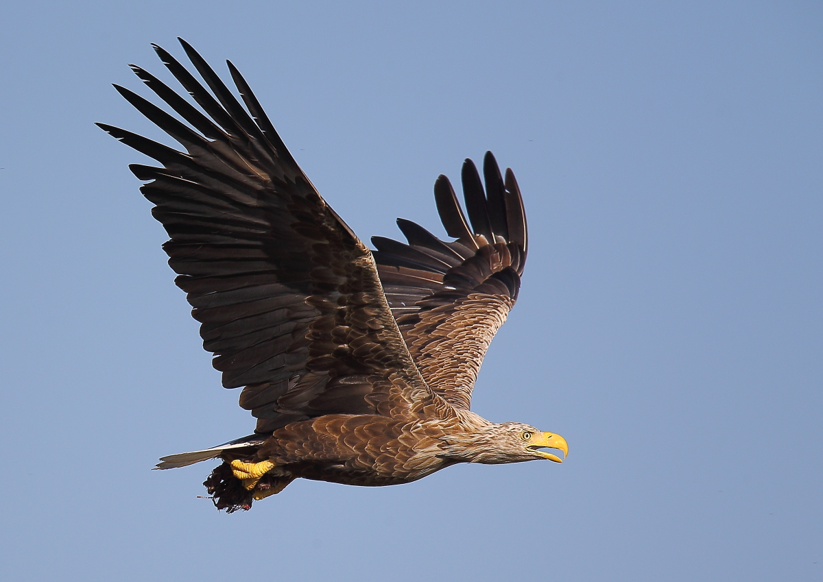 White-tailed Eagle