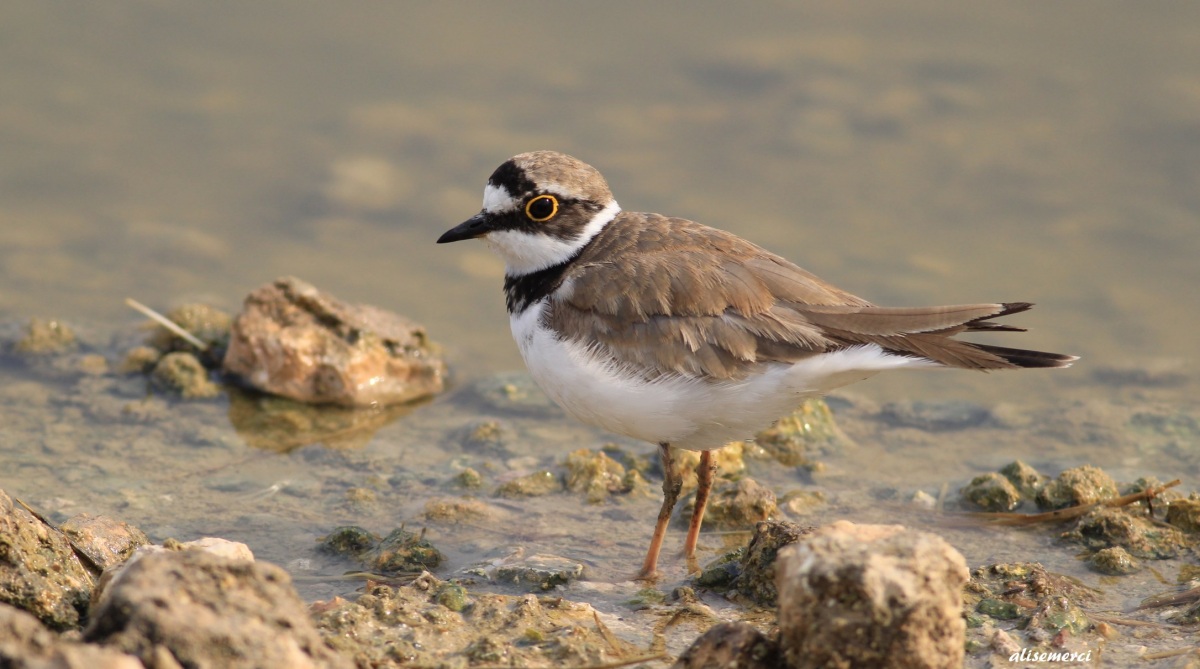 Little Ringed Plover
