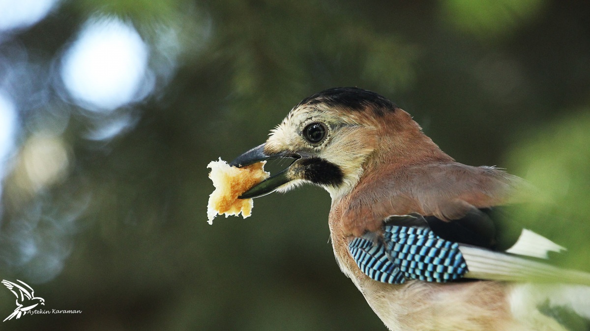 Eurasian Jay