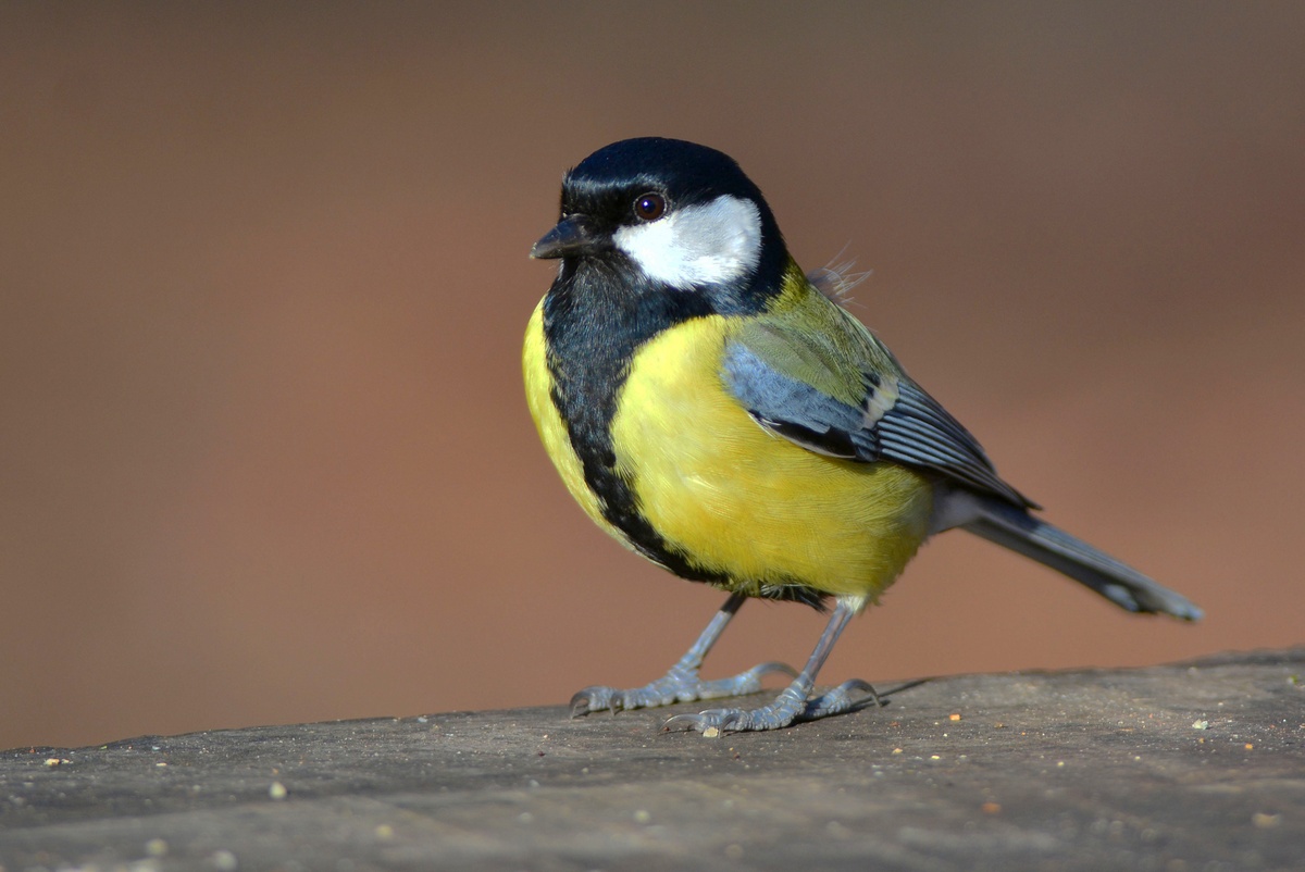 Great Tit