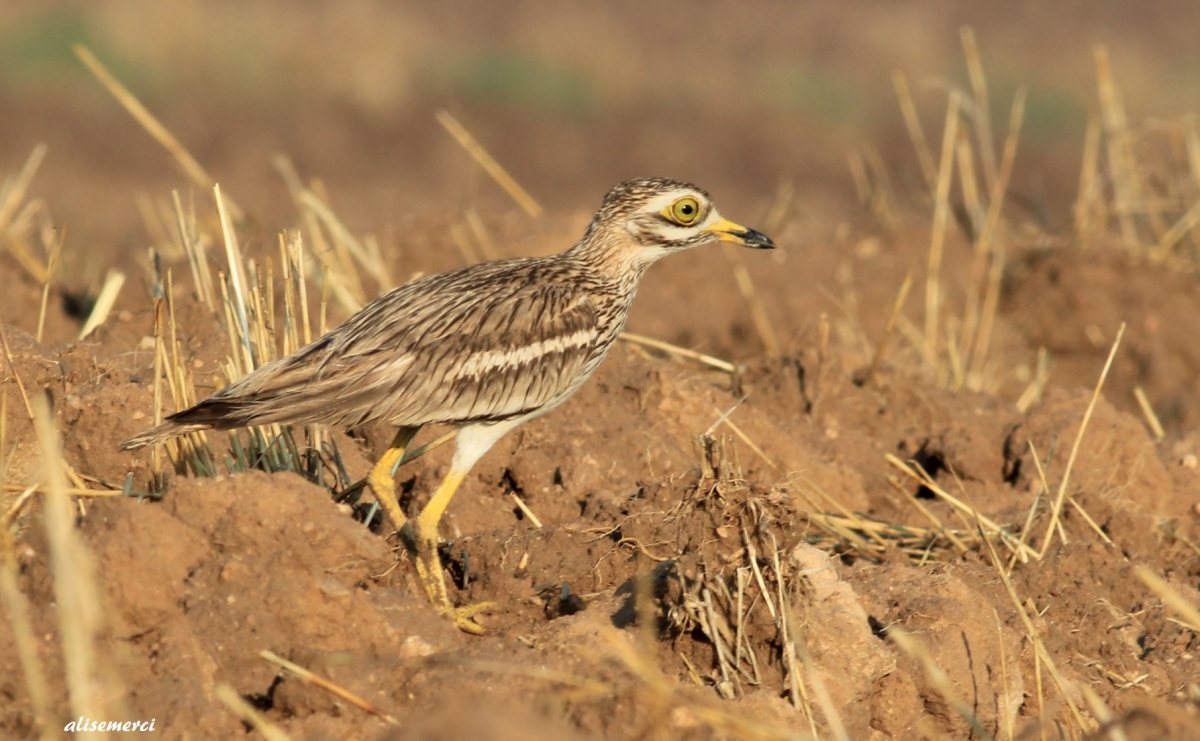Eurasian Stone-curlew