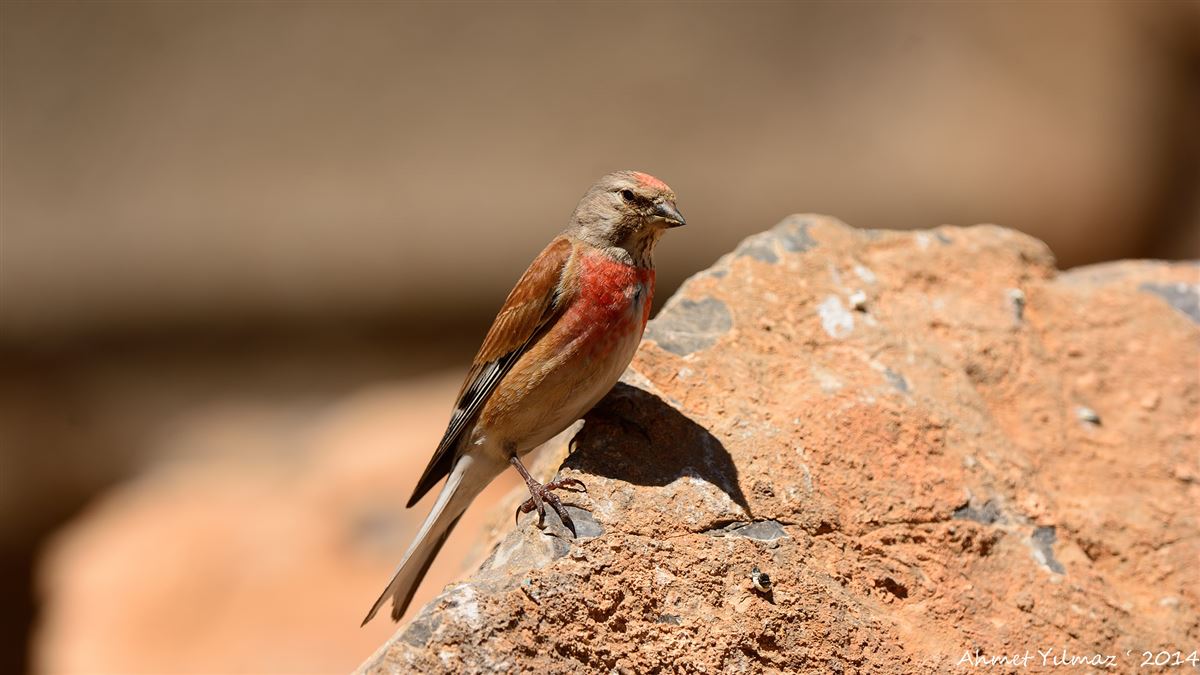 Common Linnet