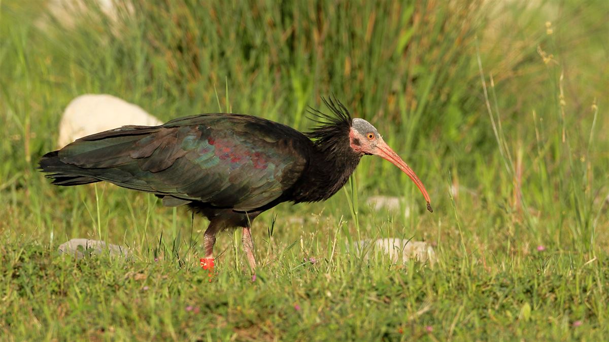 Northern Bald Ibis