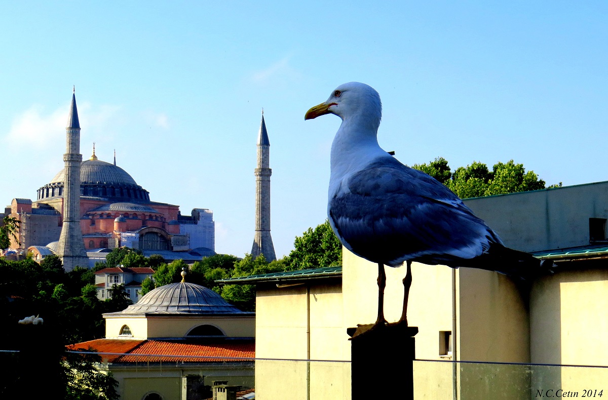 Gümüş Martı