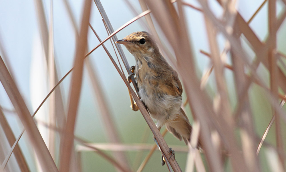 Common Reed Warbler