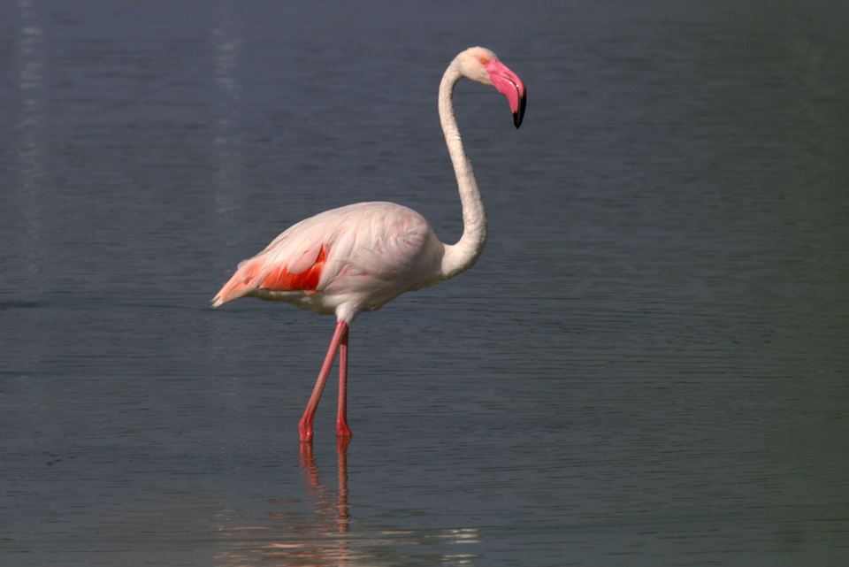 Greater Flamingo