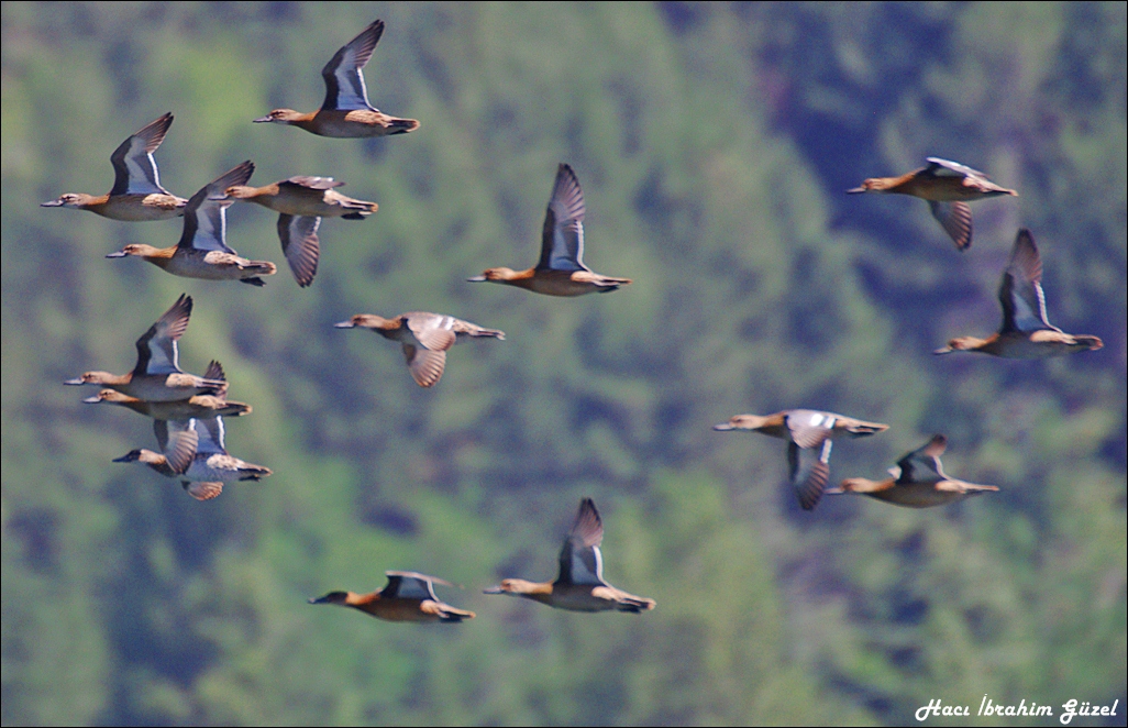 Garganey