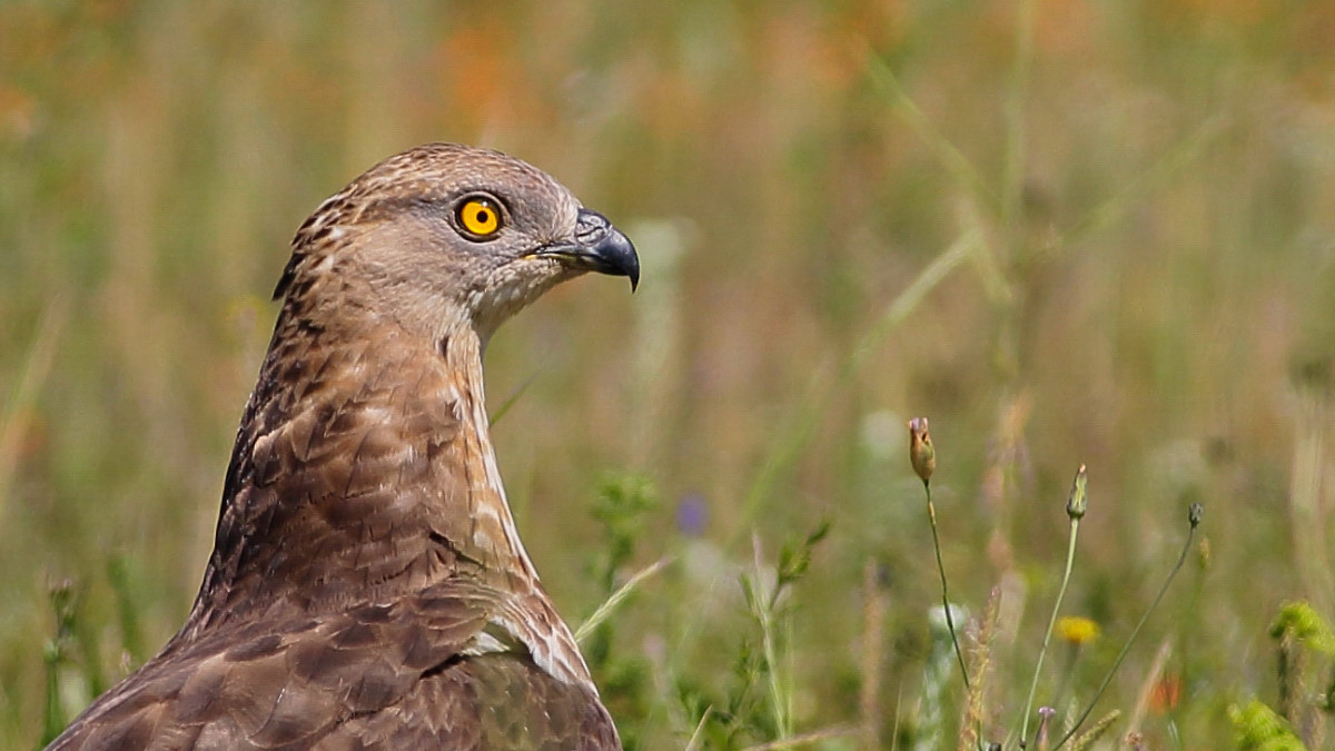 European Honey Buzzard