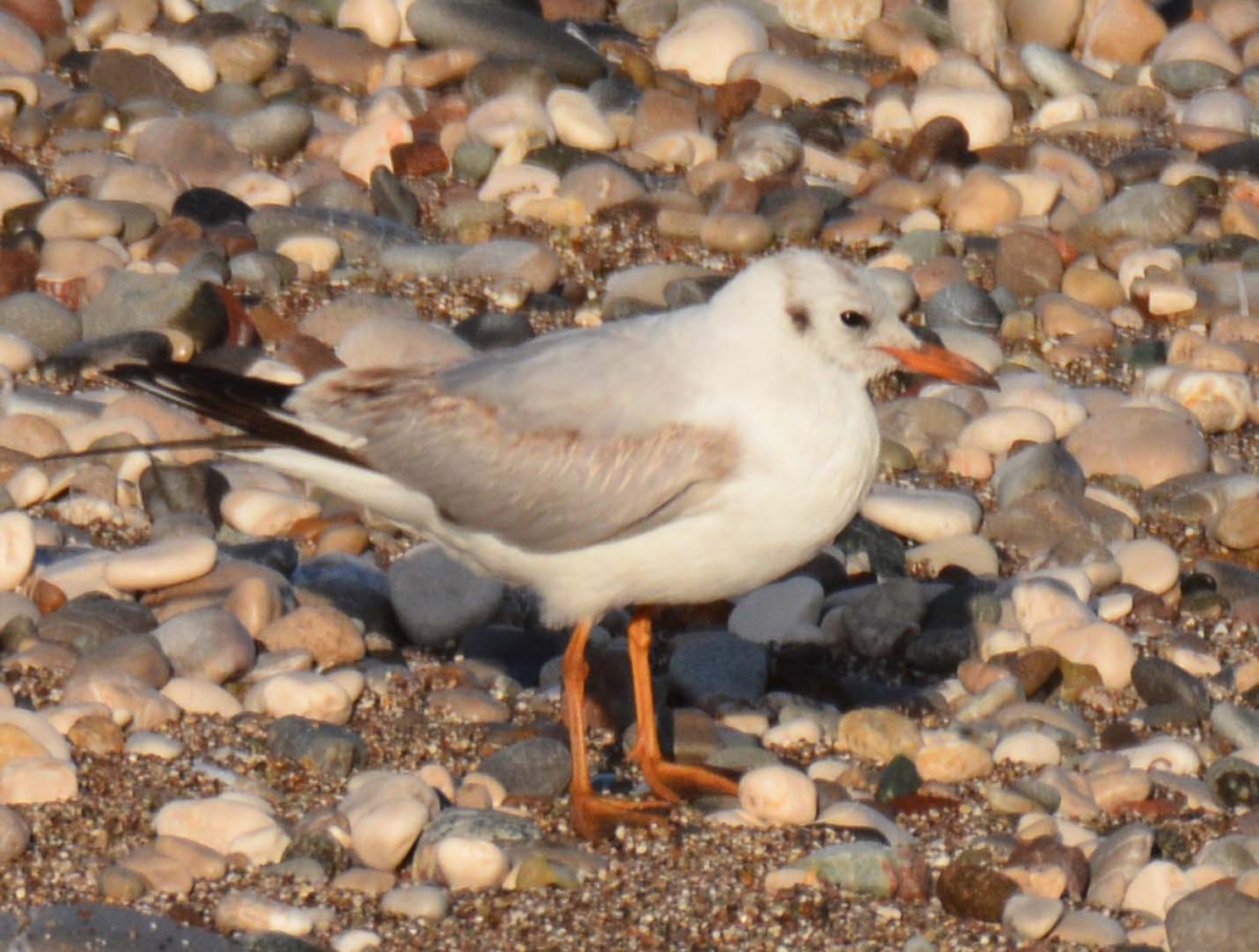 Black-headed Gull