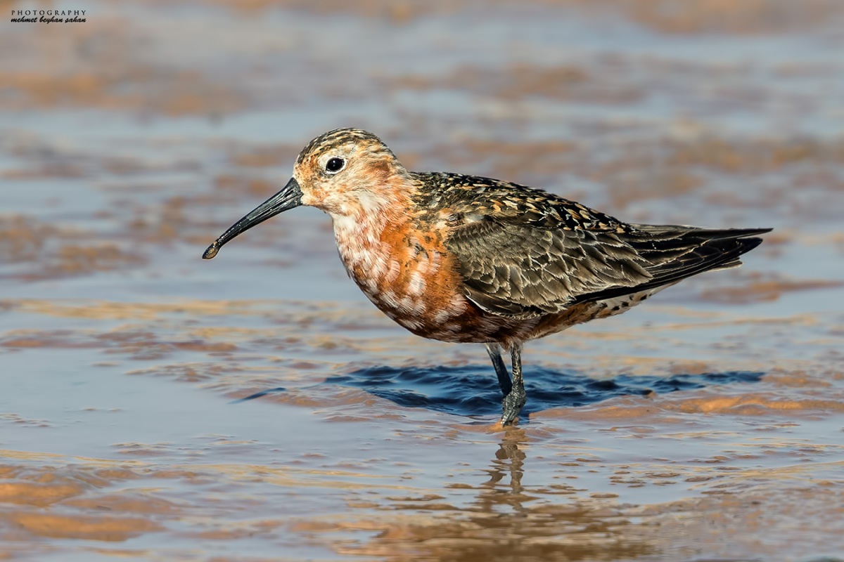 Curlew Sandpiper