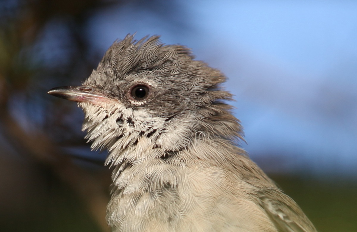 Lesser Whitethroat