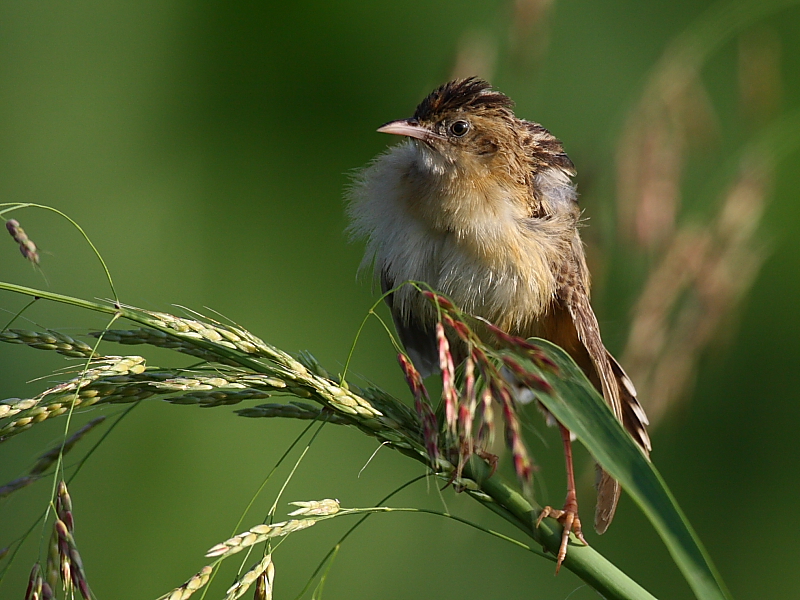 Zitting Cisticola