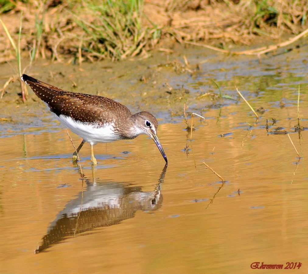 Green Sandpiper