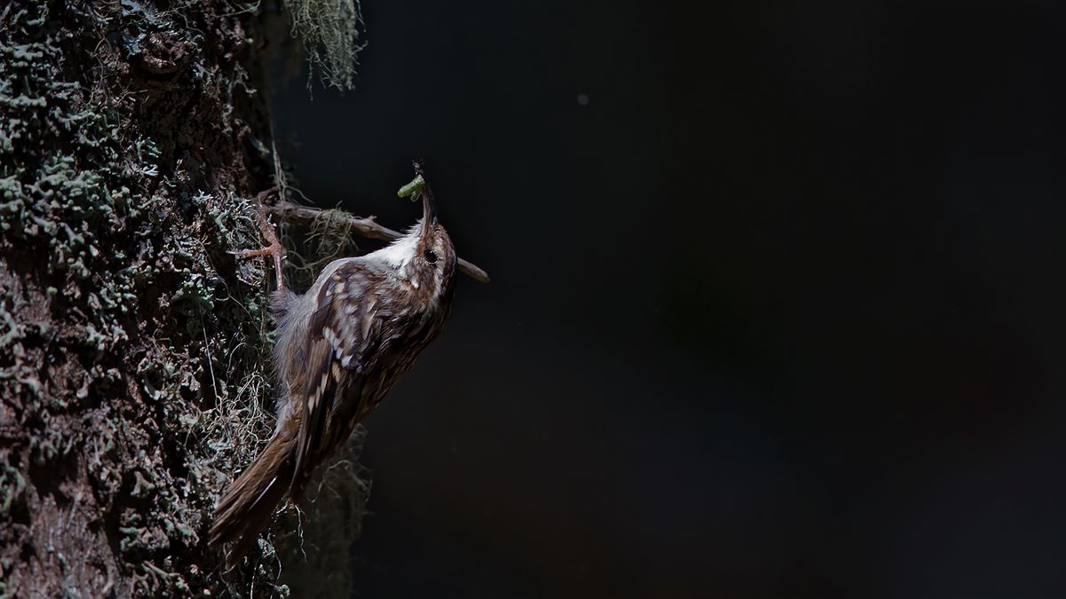 Short-toed Treecreeper