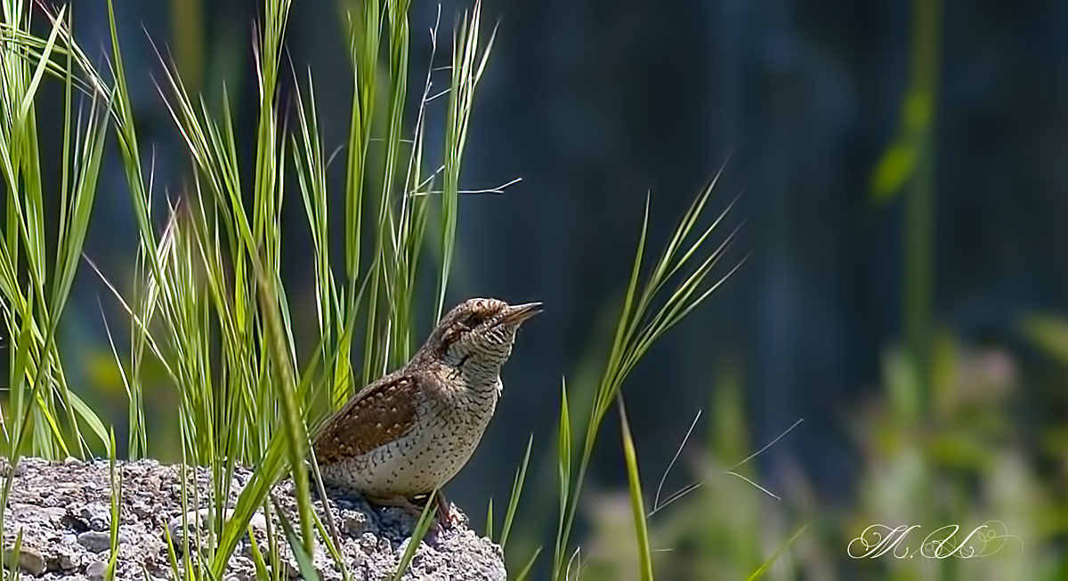 Eurasian Wryneck
