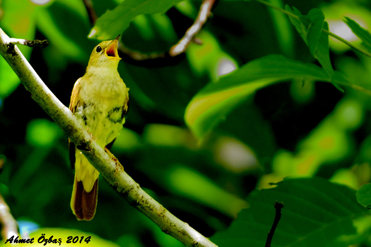 Thrush Nightingale