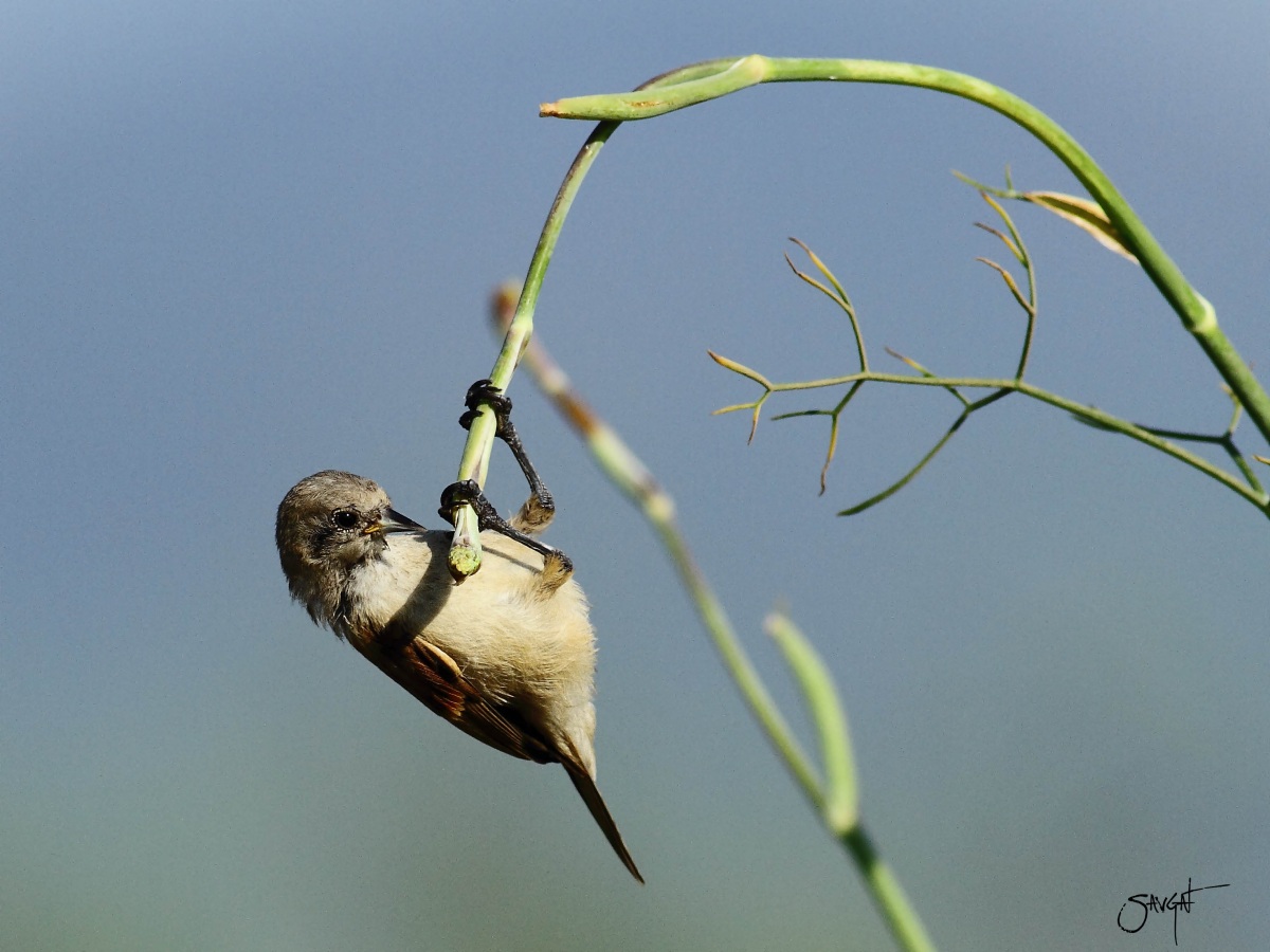 Eurasian Penduline Tit