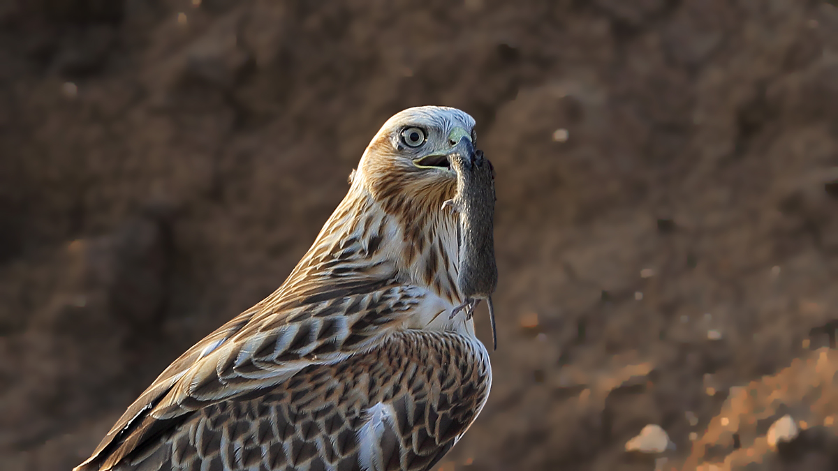 Long-legged Buzzard
