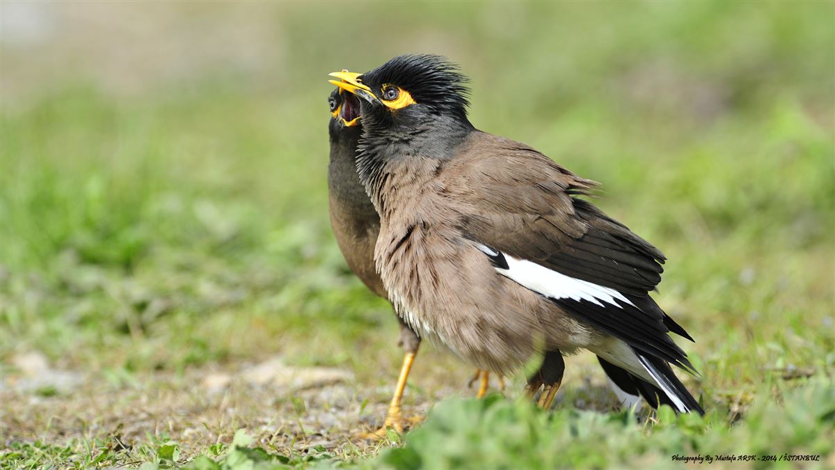 Common Myna