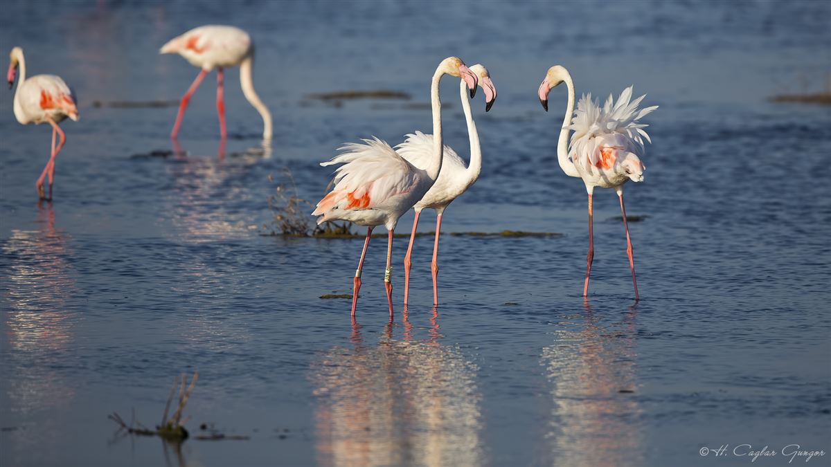 Flamingo