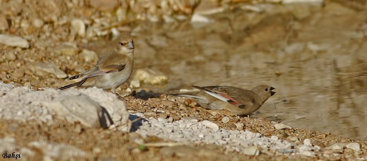 Desert Finch