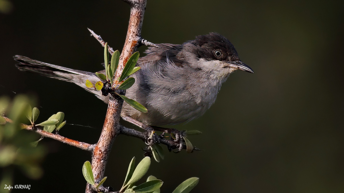 Eastern Orphean Warbler
