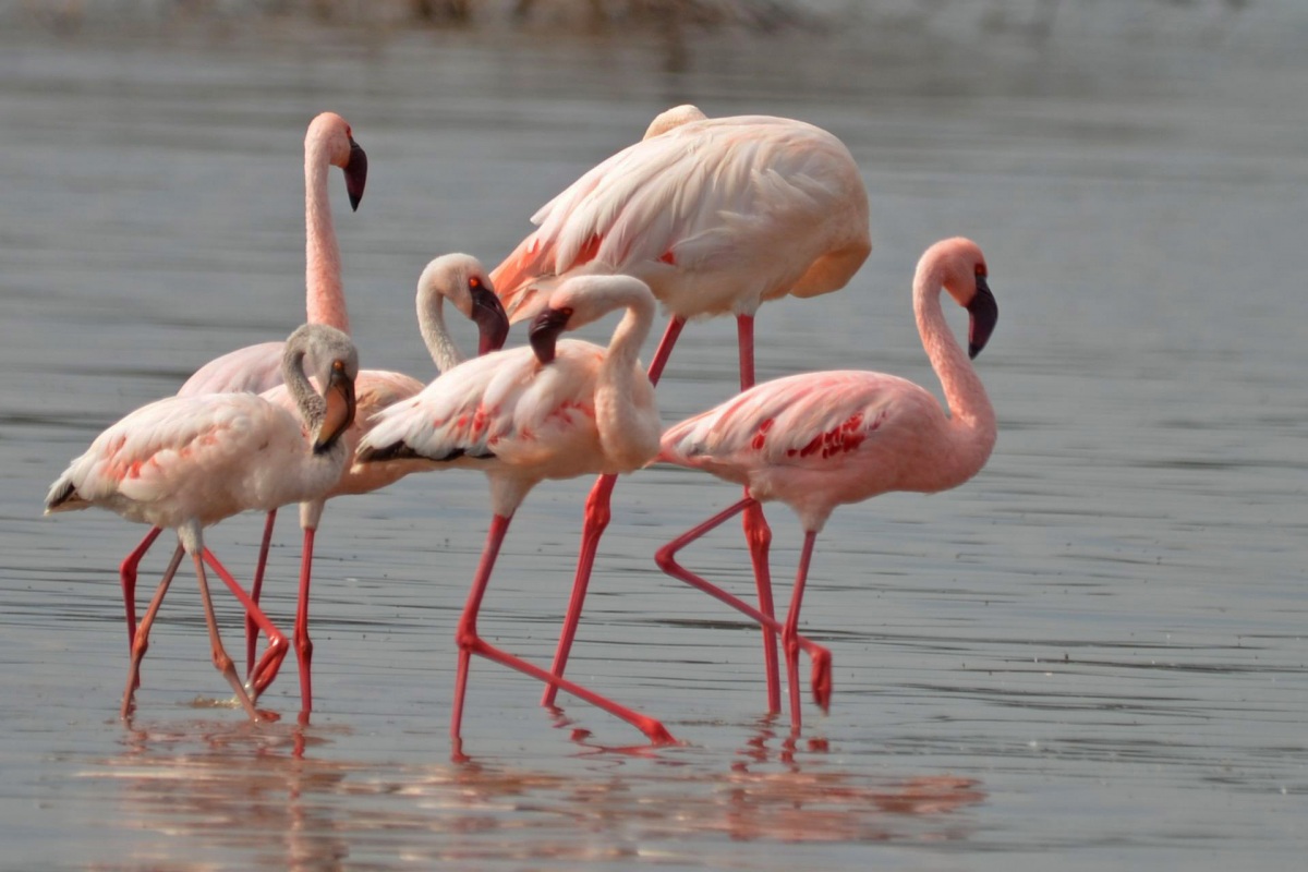 Küçük Flamingo