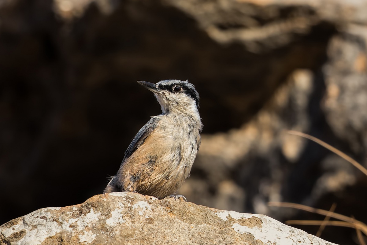 Eastern Rock Nuthatch