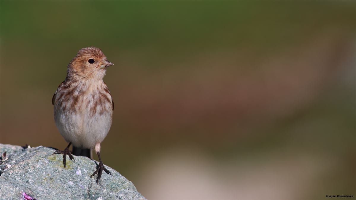 Twite